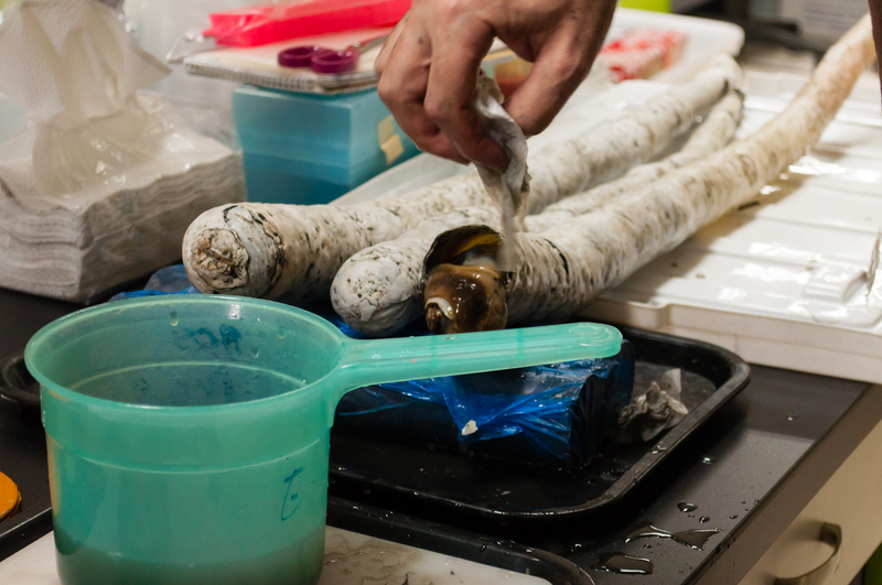 A scientist removes the top of the shell revealing the worm living inside. (Image: Marvin Altamia)
